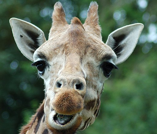 Giraffe saying "hi there"