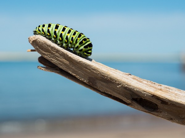 Caterpillar - your website must transform visitors into prospects and prospects into customers.